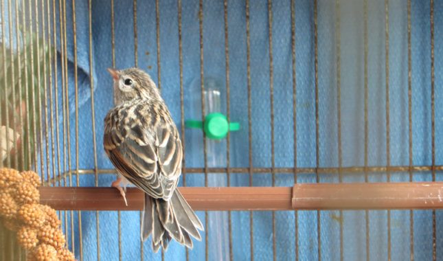 Pouke iz života u izolaciji