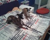 Držanje psa u kući