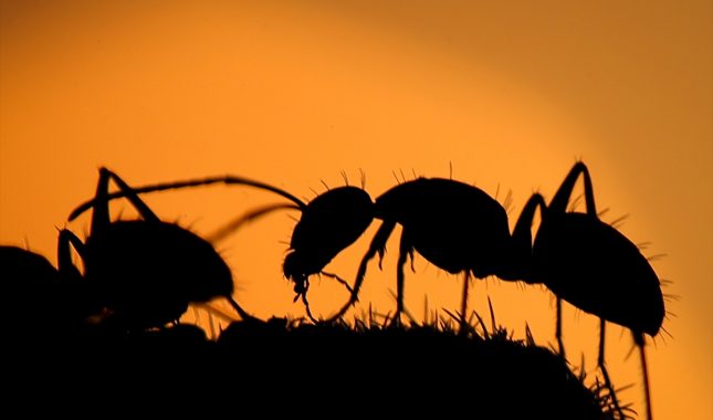 Vjernik i mrav: Pasivno posmatranje kriminala