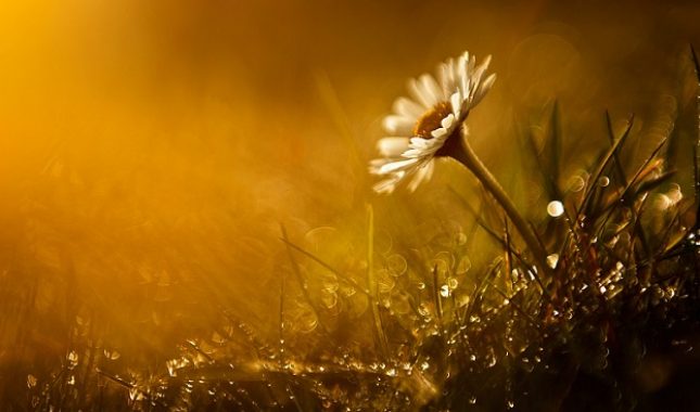 Biranje životne saputnice