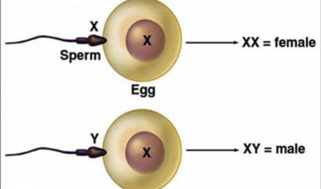 Stvaranje čovjeka u svjetlu medicine i Kur’ana: Koji je presudni foktor koji određuje spol djeteta?