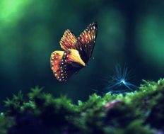 Kao nemuslimanka učinila sedždu pred sarajevskom džamijom (Priča iz Hrvatske)