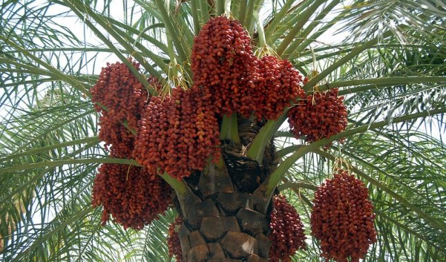 Hurma – nauka skrivena u sunnetu