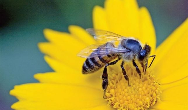 Zašto islam zabranjuje ubijanje pčela?