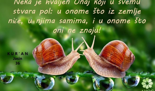 Poslanikova medicina: Liječenje zaljubljenosti i privlačnosti fizičkog izgleda