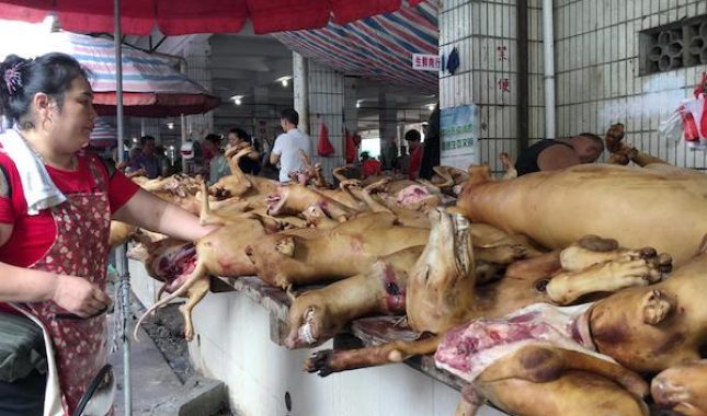 Kinezi organiziraju 10-dnevno klanje pasa, pojest će ih više od 10.000: ‘Ovo je veliki rizik…‘
