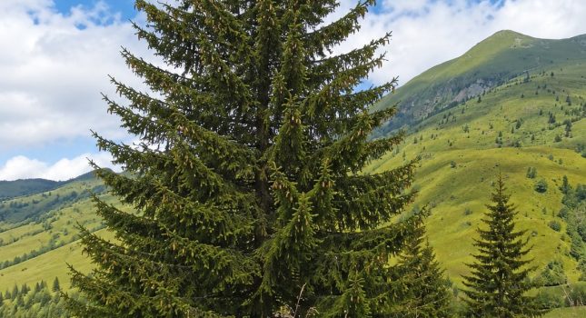 NA KATUNU MASLA PEJČINOVIĆA, ĐE MIRIŠU BOROVNICE I PROKLETIJE