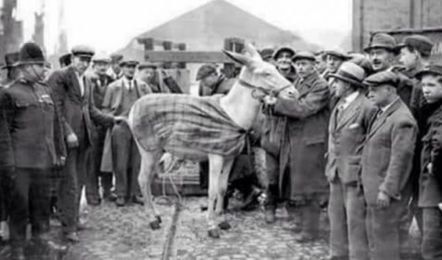 Poučna priča o njemačkom caru i vlasniku bijelog magarca iz Damaska