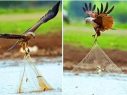 Zanimljivo naučno otkriće o štetnosti ptice Brahminy kite