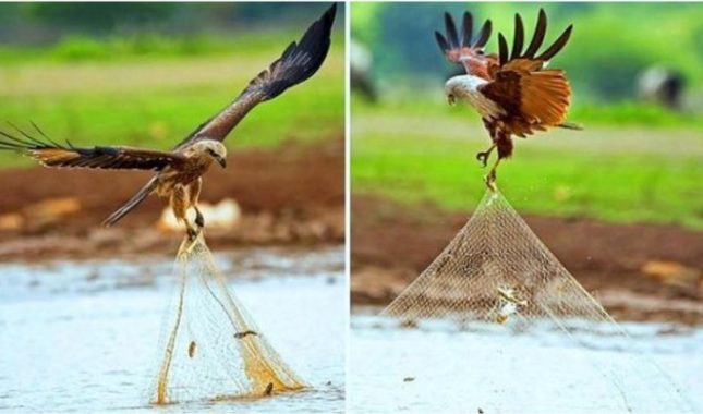 Zanimljivo naučno otkriće o štetnosti ptice Brahminy kite