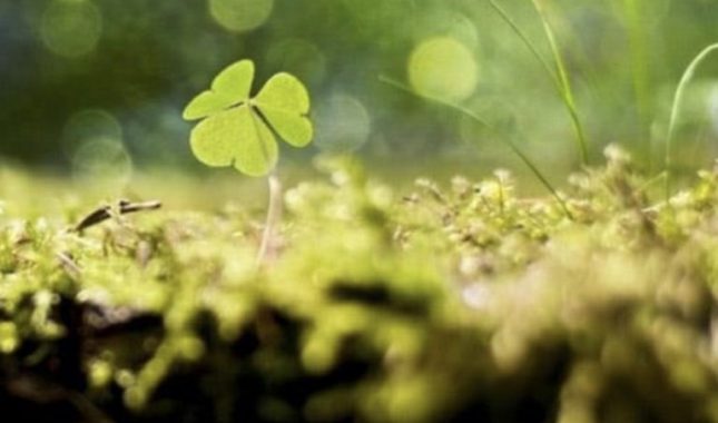 Smjesa od šest sastojaka koja je lijek za svako iskušenje i nedaću