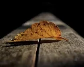 Obespravljeni nikada ne zaboravlja zulum koji mu je učinjen