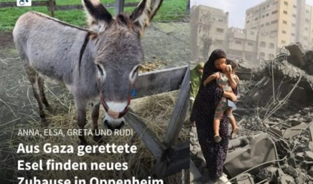 Njemačka na liječenje primila magarce iz Gaze, ali ne i palestinsku djecu