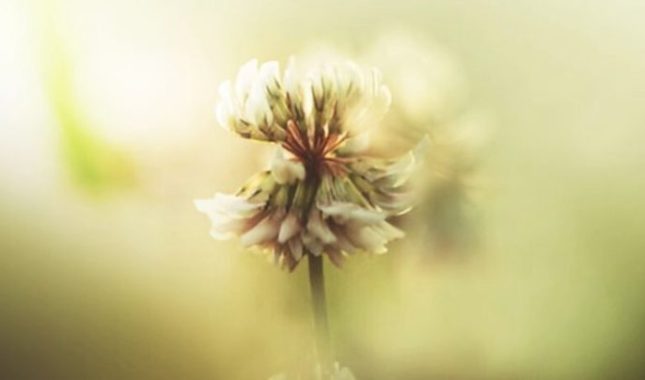 Najviše mahana imaju oni koji druge okrivljuju za njihove mahane