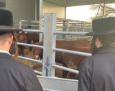 Na Zapadnoj obali Izraelci čuvaju crvene krave za Treći hram