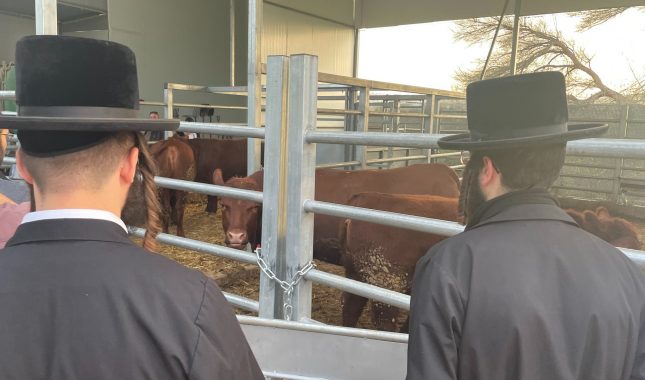 Na Zapadnoj obali Izraelci čuvaju crvene krave za Treći hram