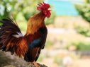 BUĐENJE U ZORU: IZVOR ZDRAVLJA I BEREKETA