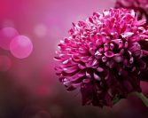 Pedagogija Muhammeda, a.s. – Seksualni odgoj u islamu