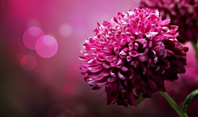 Pedagogija Muhammeda, a.s. – Seksualni odgoj u islamu