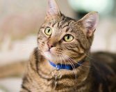 Čuda Allahovog stvaranja: Zašto mačke imaju vertikalne zjenice?