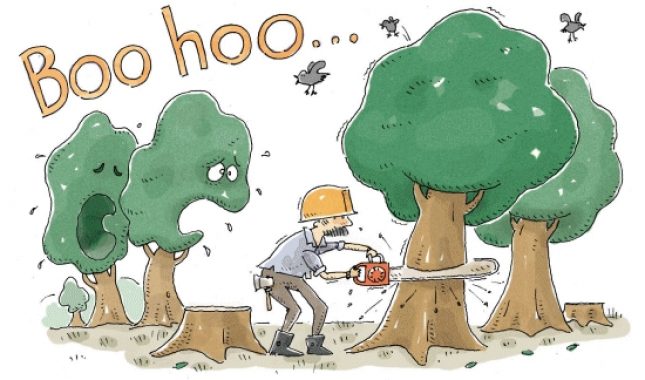 Čuda Allahovog stvaranja: Da li i biljke osjećaju bol?