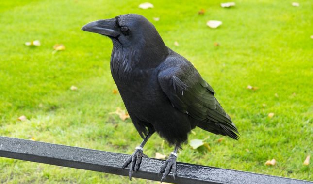 Zašto je Allah odabrao gavrana da poduči Kabila kako će pokopati brata Habila?