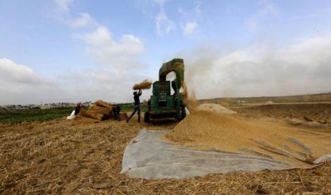 Gaza: Izrael uništava poljoprivredne usjeve