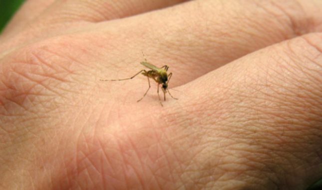 Kako zaštititi vaš dom od komaraca