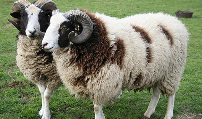 Klanje kurbana za mejjita ili za sebe?