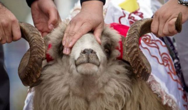 Šta ne smije činiti onaj ko namjerava zaklati kurban
