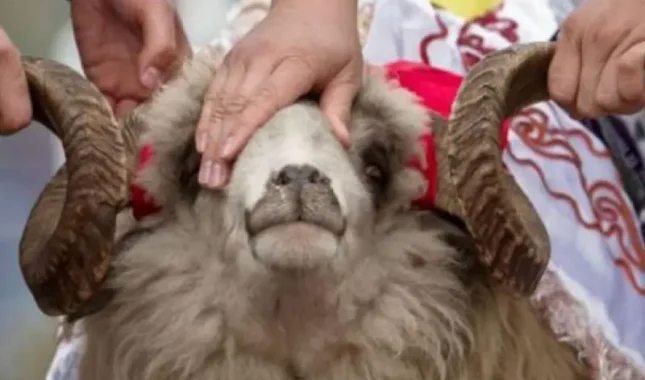 Kako se i zašto među Bošnjacima i Albancima promijenio odnos prema kurbanu