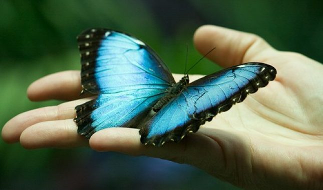 Leptir –   istinita priča od sestre Jelene