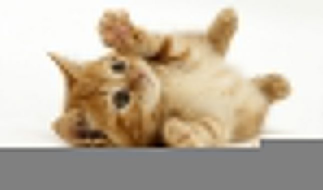 Na Zemlji nema nijednog živog bića, a da ga Allah ne hrani – poučan dogadjaj