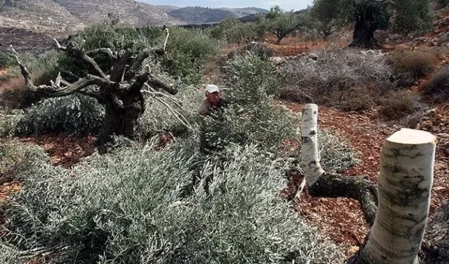 Ubijaju ljude, ruše im domove, i čupaju stabla maslina