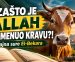 ZAŠTO JE ALLAH SPOMENUO KRAVU?! – Tajna sure El-Bekara (VIDEO)