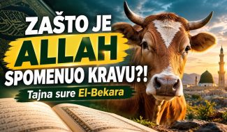 ZAŠTO JE ALLAH SPOMENUO KRAVU?! – Tajna sure El-Bekara (VIDEO)
