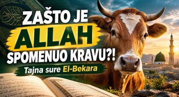 ZAŠTO JE ALLAH SPOMENUO KRAVU?! – Tajna sure El-Bekara (VIDEO)