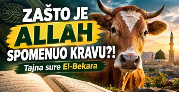 ZAŠTO JE ALLAH SPOMENUO KRAVU?! – Tajna sure El-Bekara (VIDEO)