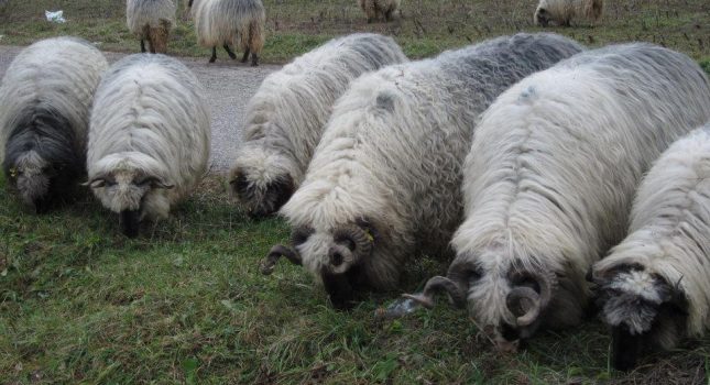 PODJELA KURBANSKOG MESA u Podgorici i Tuzima IKC Podgorica