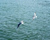 Ko se razmeće riječima, smatra se da je manjkav čašću