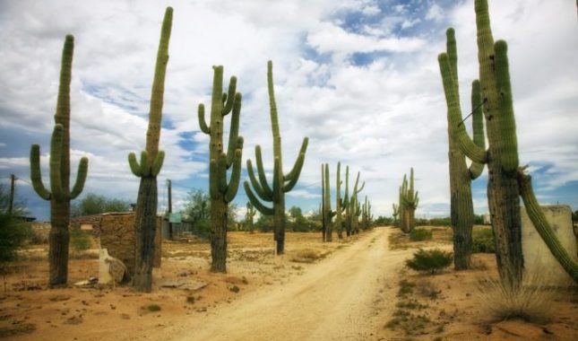 Ko je kaktus naučio da skladišti vodu u svojim listovima?