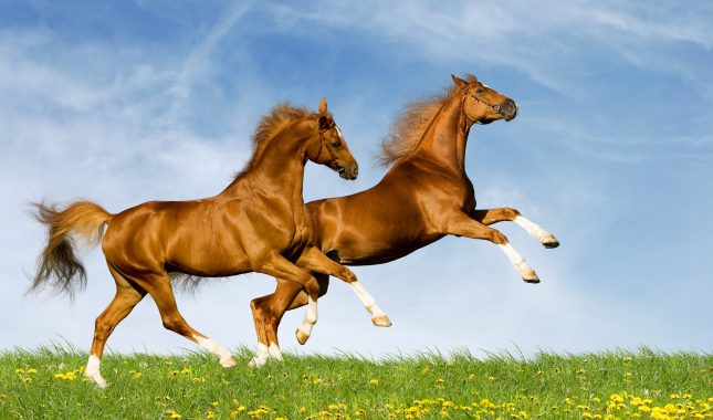 DA LI JE DOZVOLJENO JESTI KONJSKO MESO?