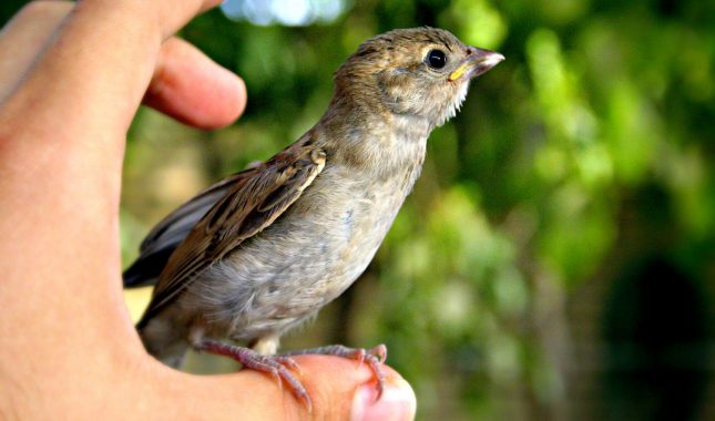 Allahov Poslanik, s.a.v.s., nije dozvolio da neko slomi srce vrapcu, a kamoli čovjeku