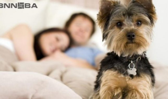 KOLIKO PUDLICE-PSI MOGU UNIŠTITI DOBRIH DJELA SVOM VLASNIKU?