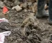 Plava pletenica traži djevojčicu Naidu