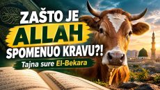 ZAŠTO JE ALLAH SPOMENUO KRAVU?! – Tajna sure El-Bekara (VIDEO)
